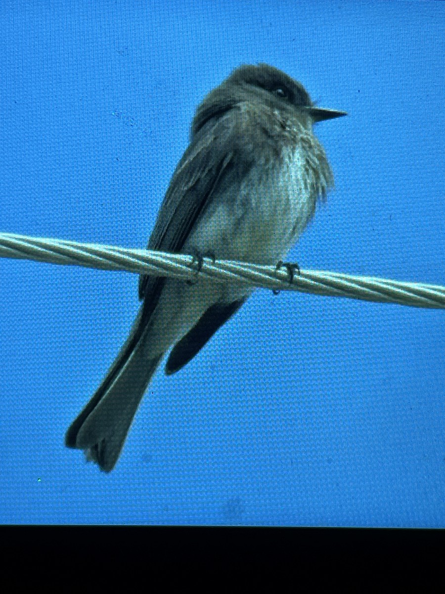 Black x Eastern Phoebe (hybrid) - ML618884610