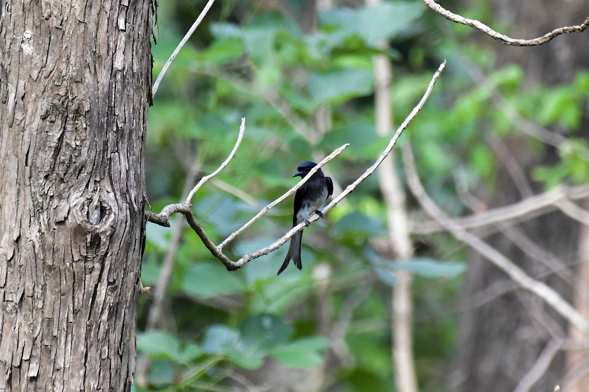 Drongo à ventre blanc - ML618884611