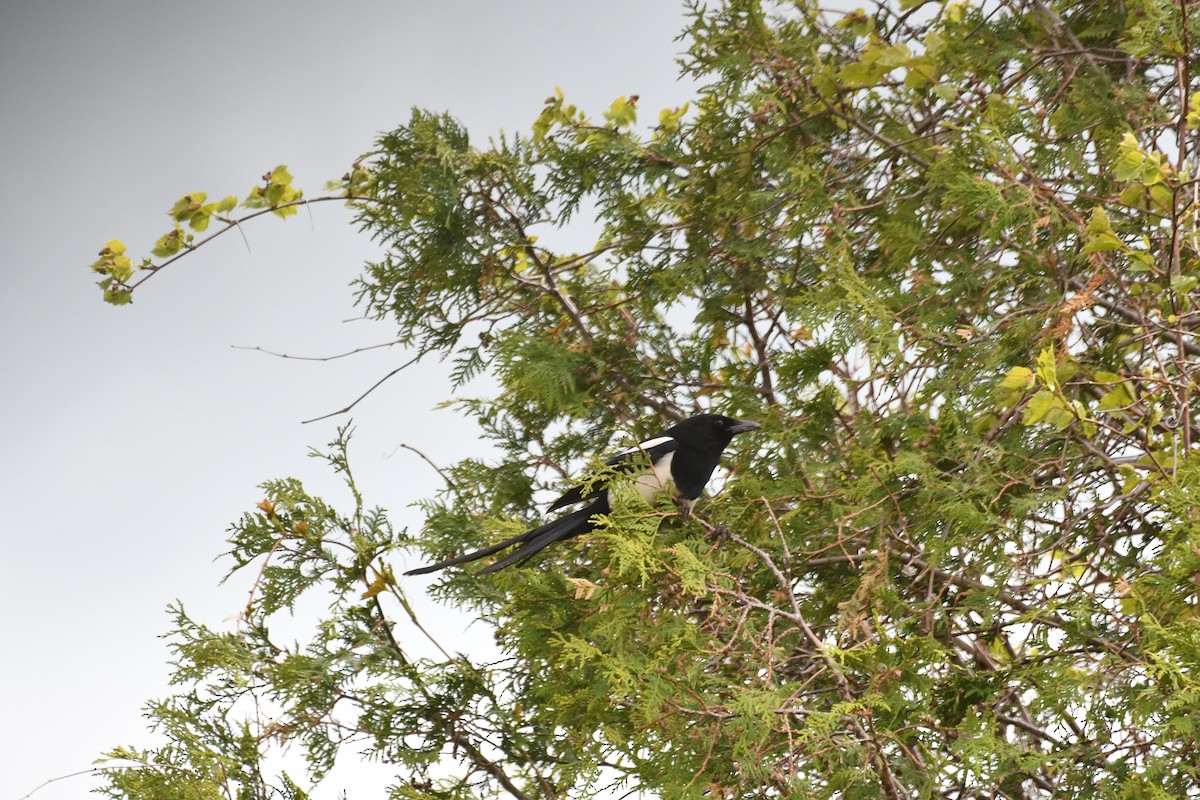 Black-billed Magpie - Vinay Prakatoor