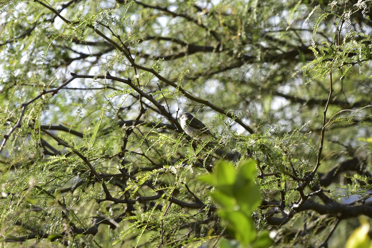 Pearly-vented Tody-Tyrant - Juan Perez