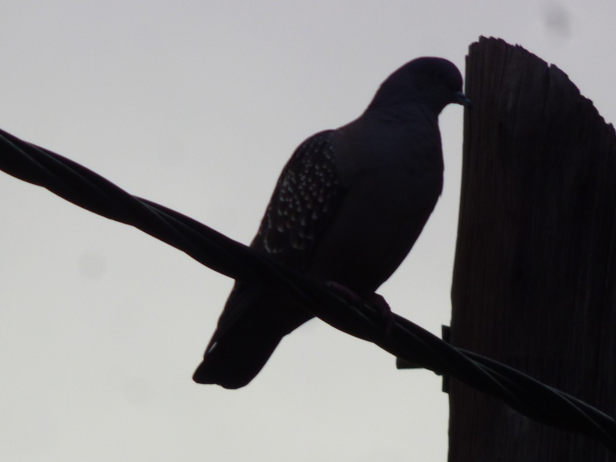 Pigeon tigré - ML618884632