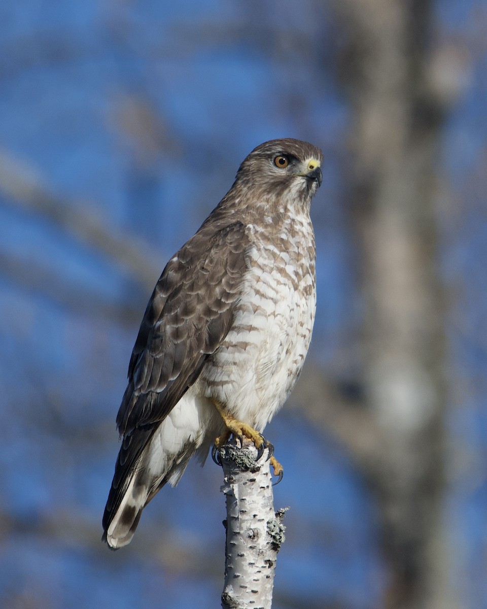 Broad-winged Hawk - Larry Waddell