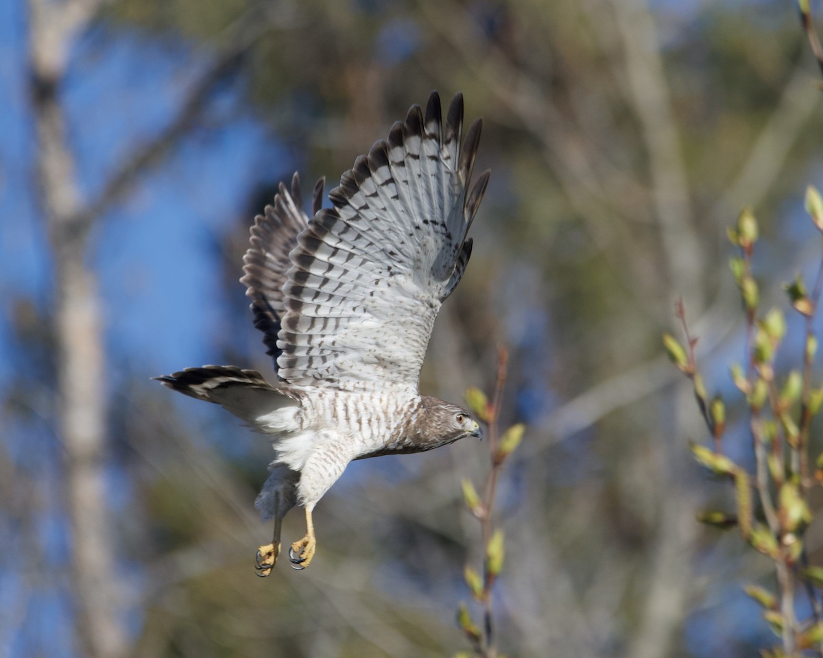 Broad-winged Hawk - Larry Waddell