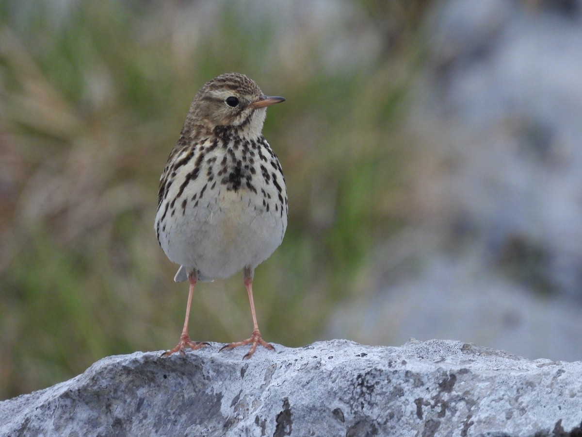 Meadow Pipit - Sean Whelan