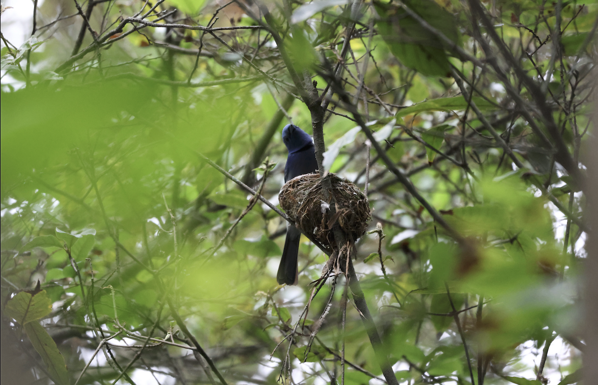 Black-naped Monarch - Jamie Chang