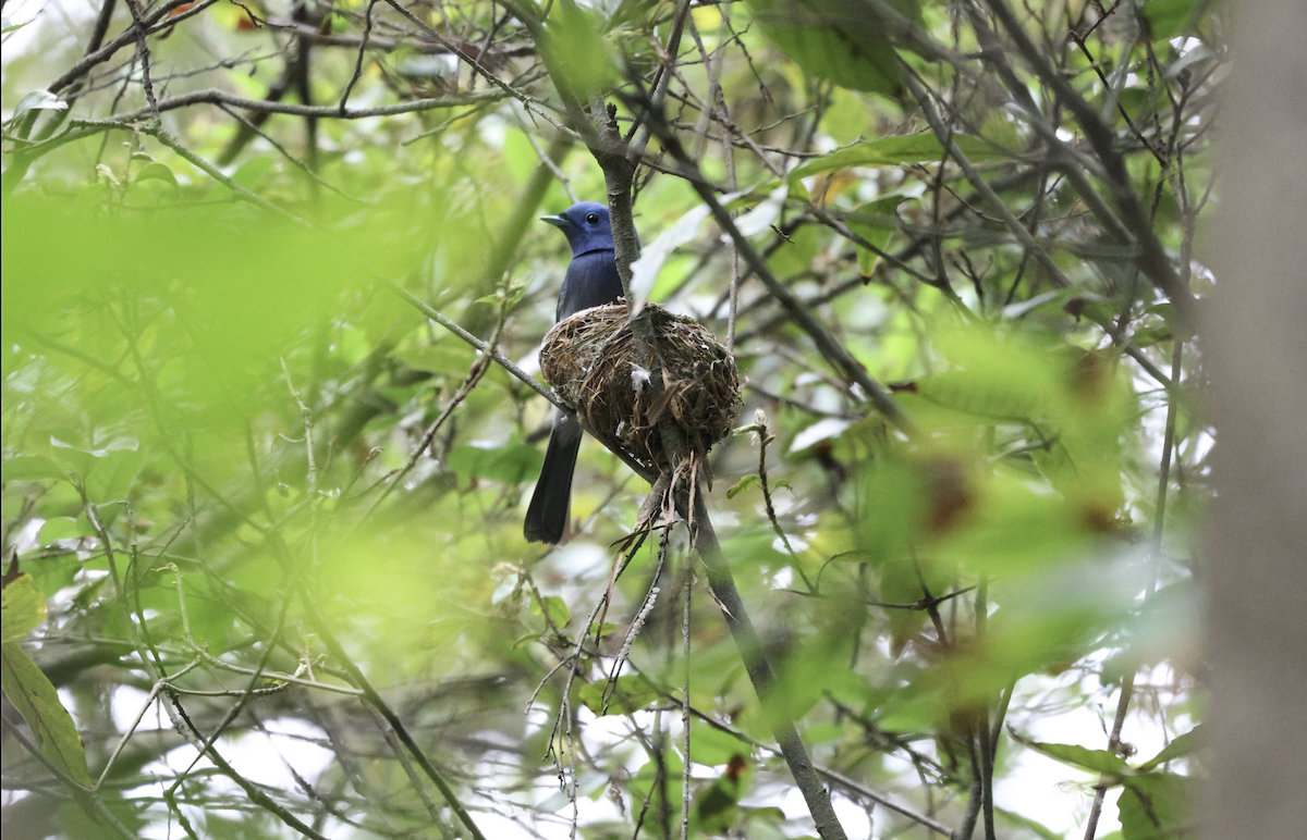 Black-naped Monarch - Jamie Chang