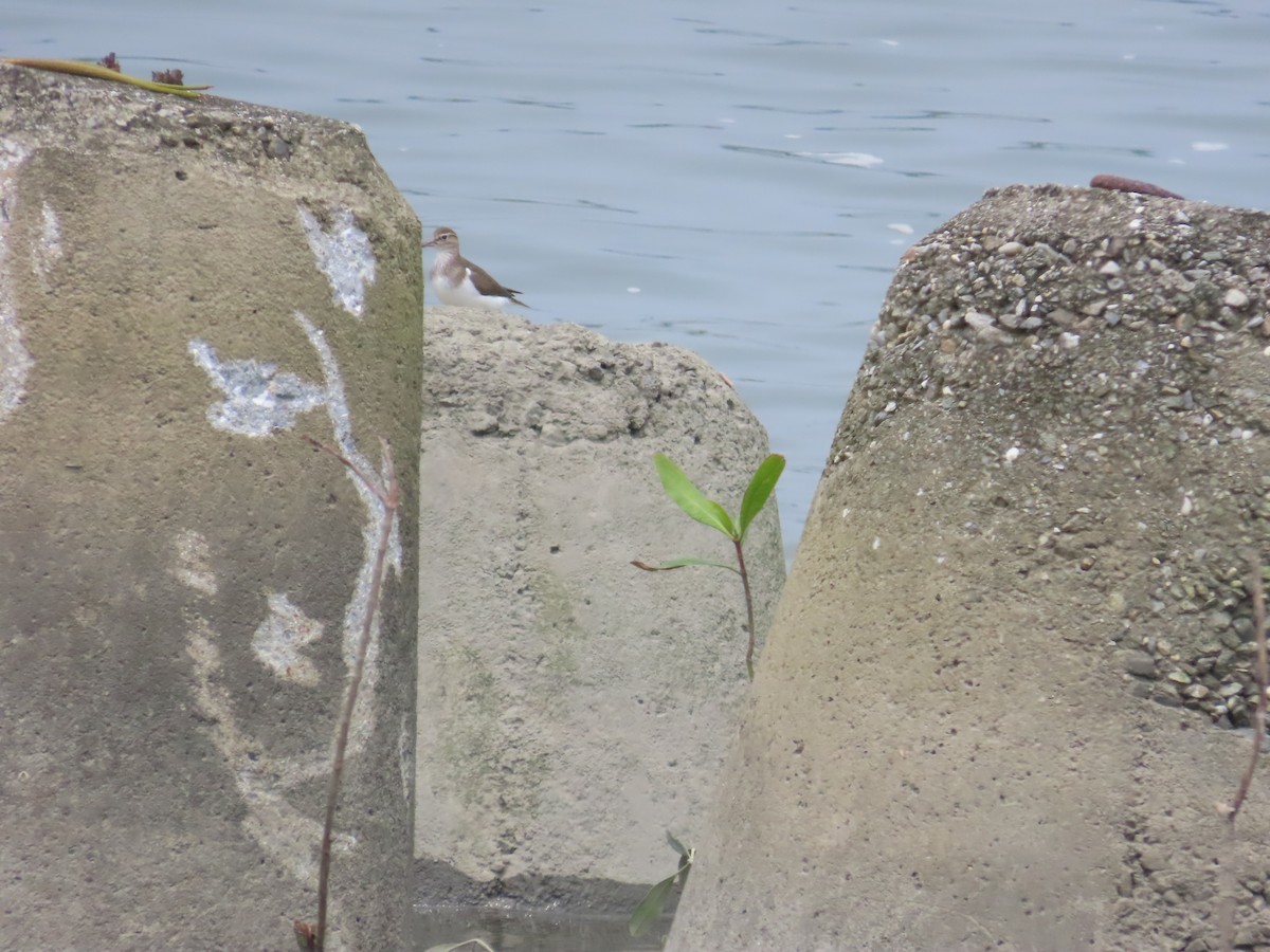 Common Sandpiper - ML618884687