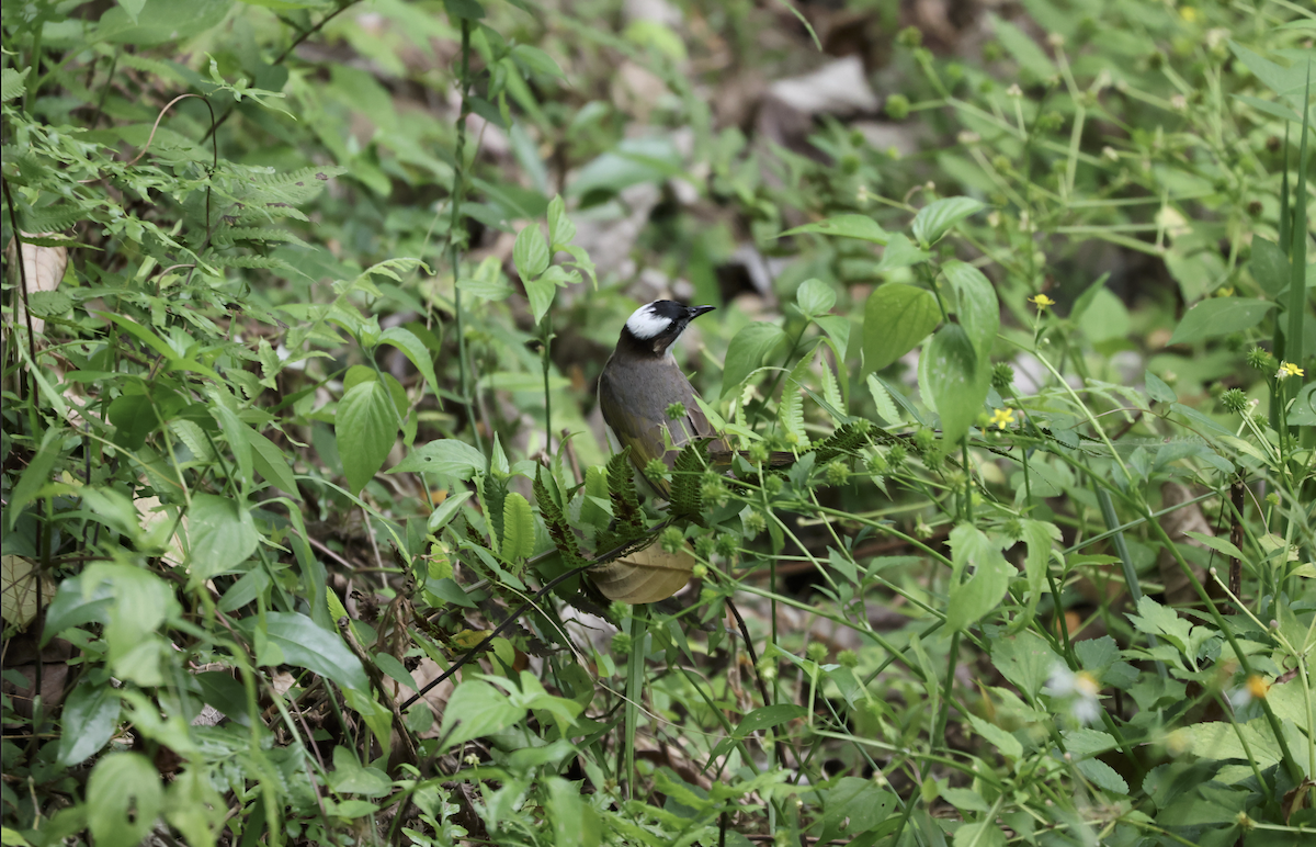 Light-vented Bulbul (formosae/orii) - ML618884695