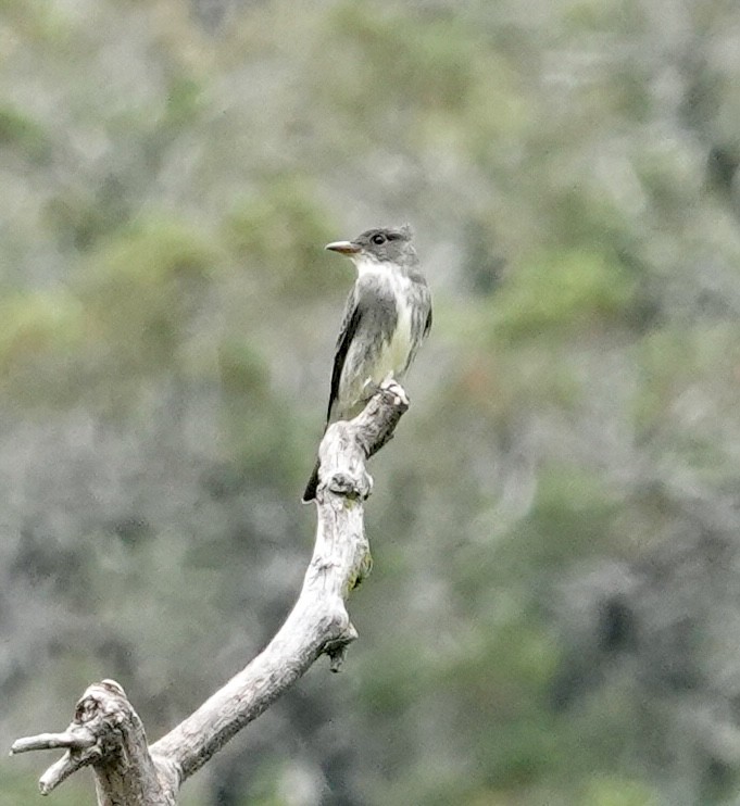 Olive-sided Flycatcher - Raymond Ortiz