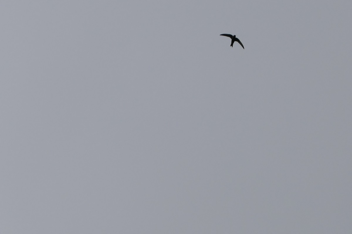 Black Swift - ML618884741