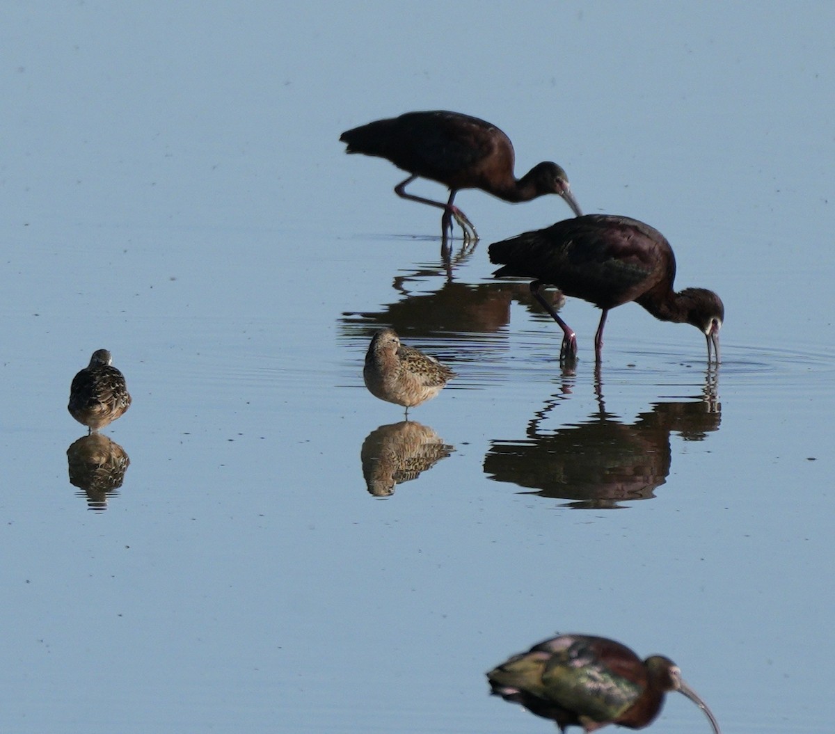 Long-billed Dowitcher - ML618884770