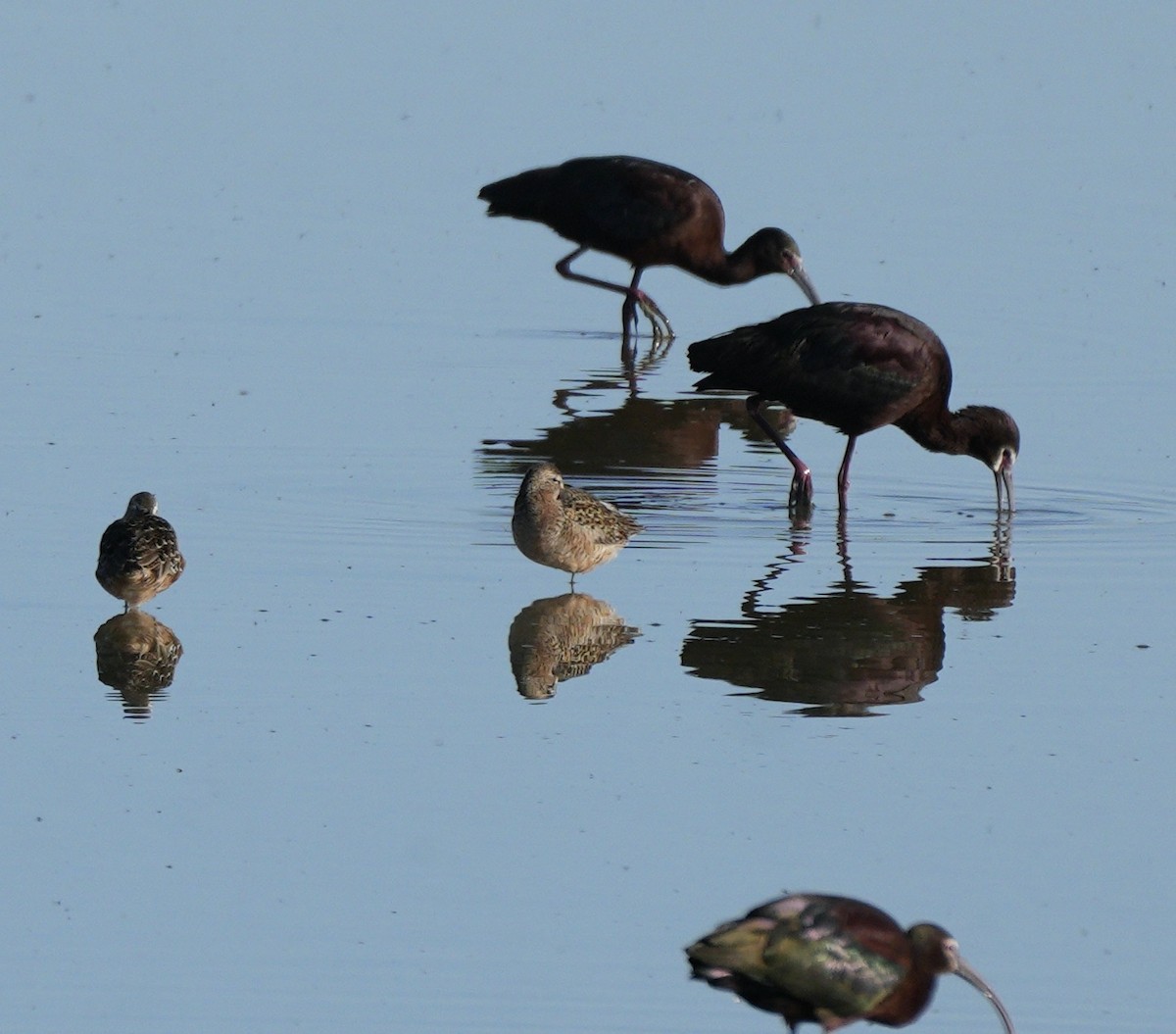 langnebbekkasinsnipe - ML618884770