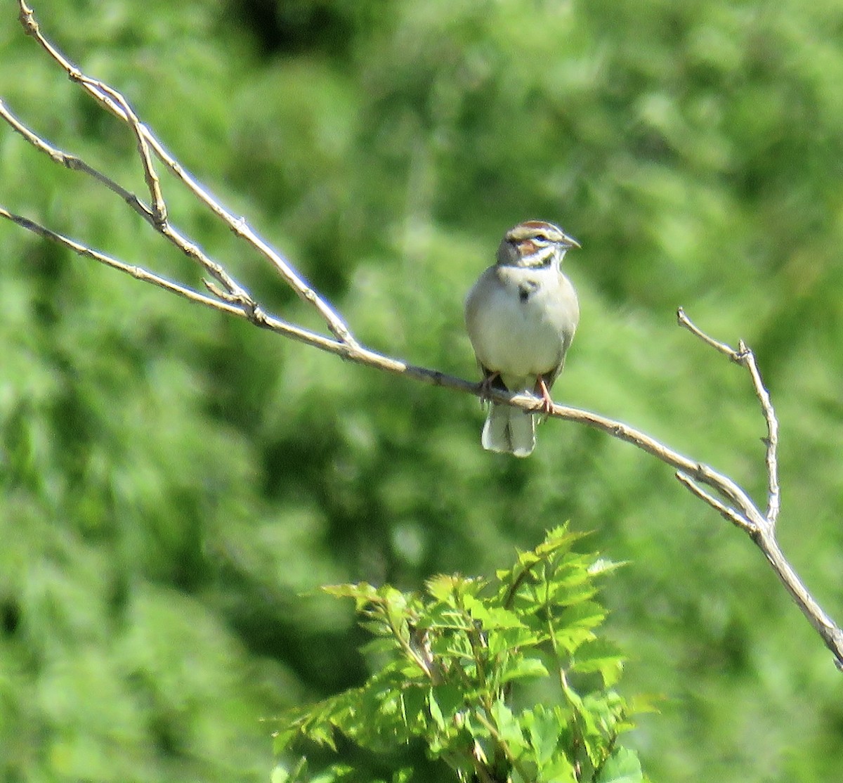 Lark Sparrow - Ann Tanner