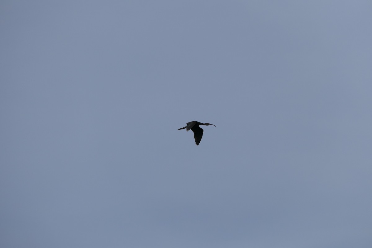 Glossy Ibis - ML618884811