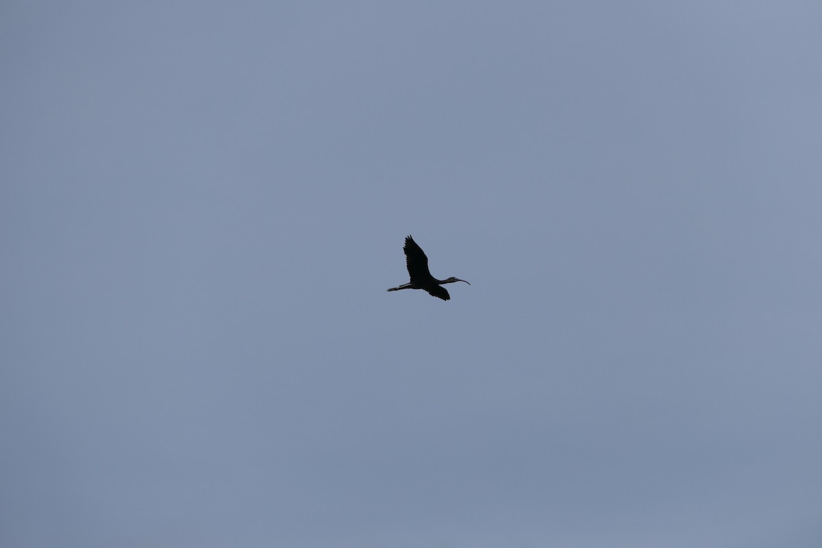 ibis hnědý - ML618884812