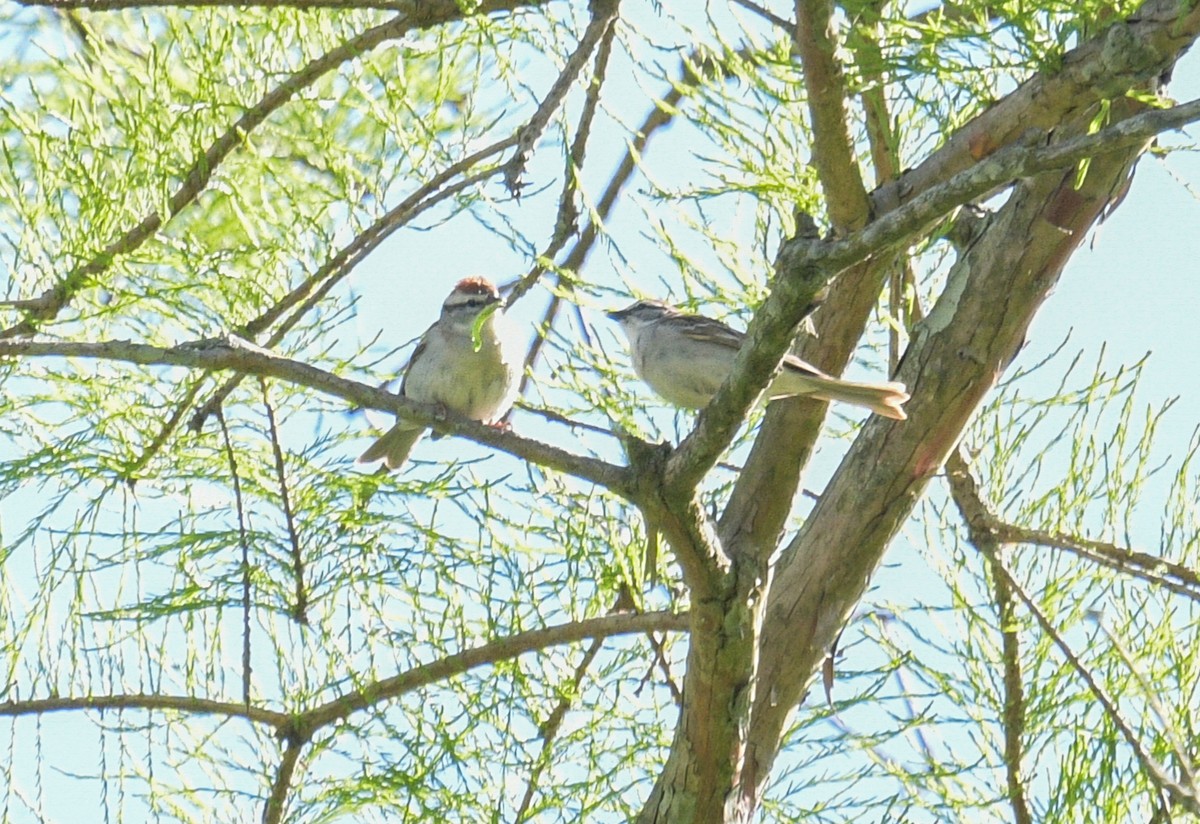 Chipping Sparrow - Margaret Poethig