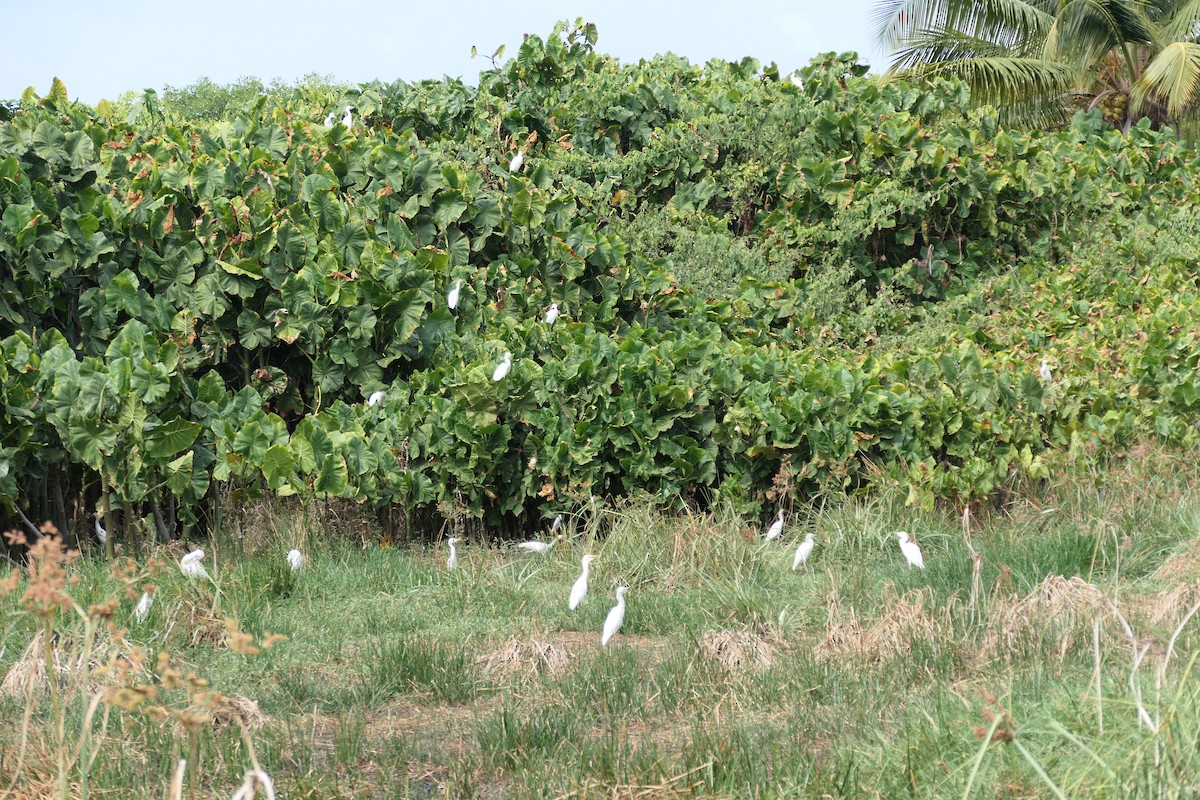 Western Cattle Egret - ML618884819