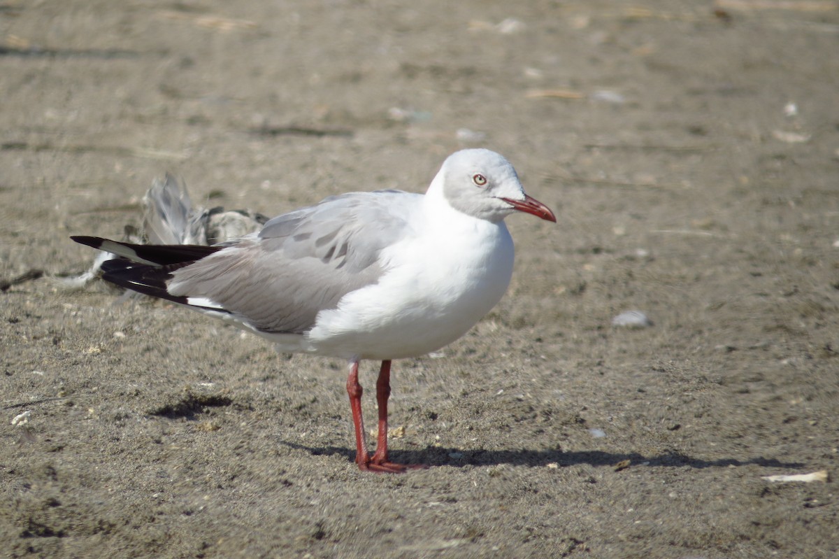 Gray-hooded Gull - Gary Prescott