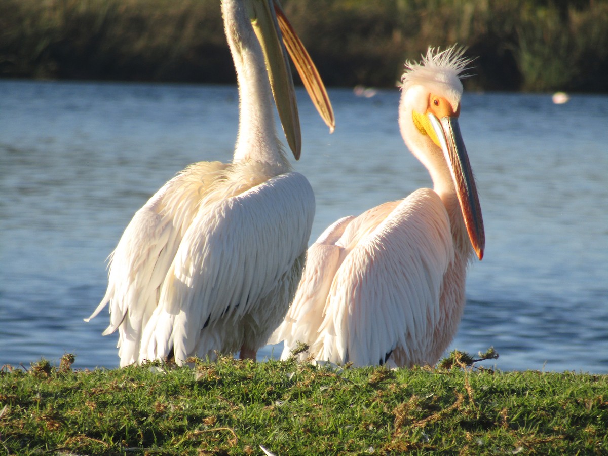 Great White Pelican - Gareth Bain