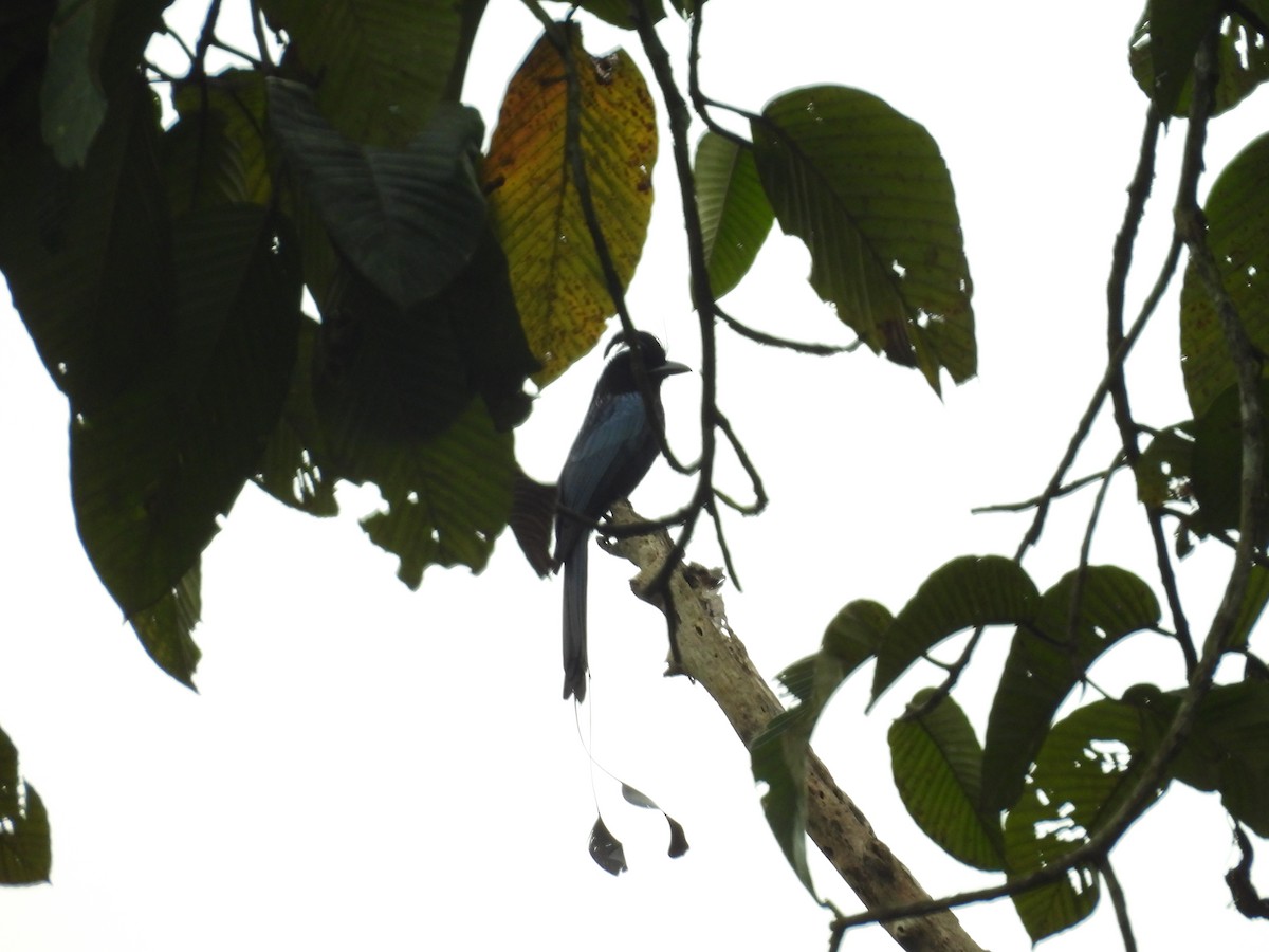 Greater Racket-tailed Drongo - Rahul Kumaresan