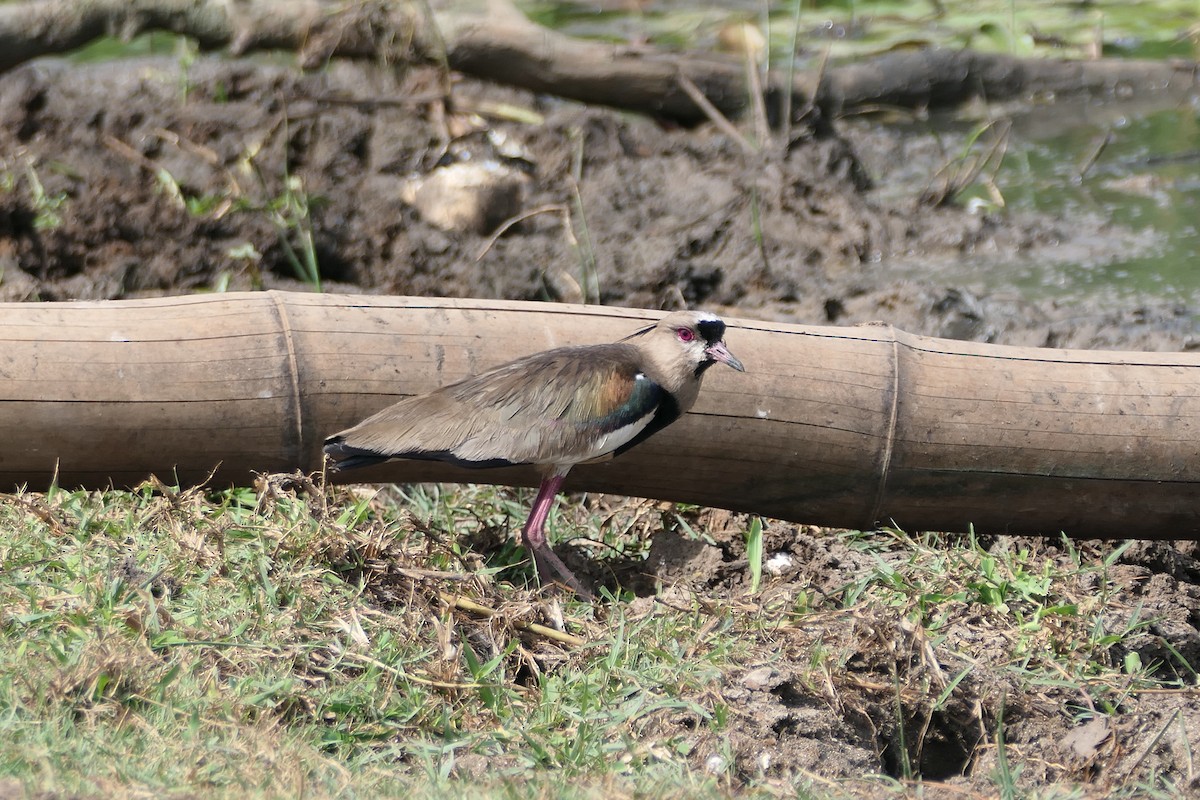 Southern Lapwing - ML618884828