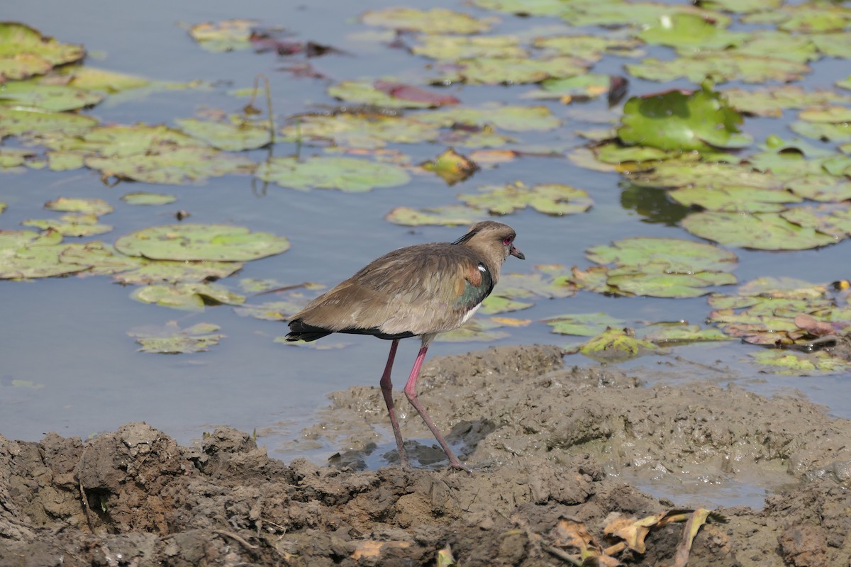 Southern Lapwing - Kenrith Carter