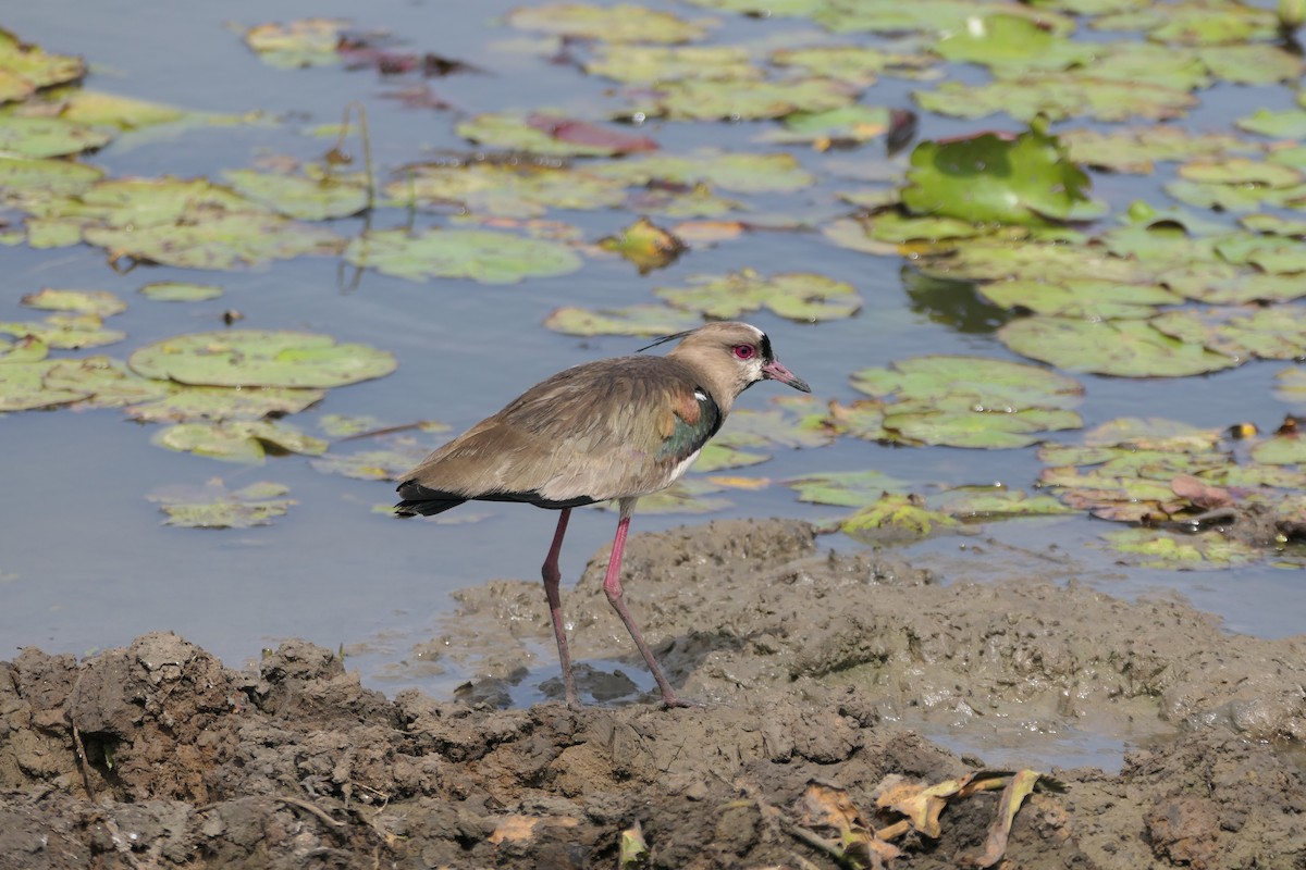 Southern Lapwing - Kenrith Carter