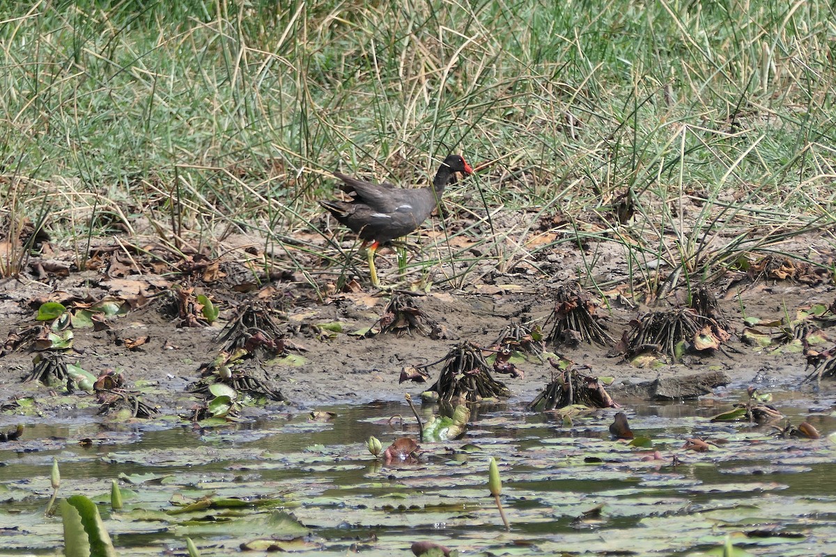 Common Gallinule - ML618884845