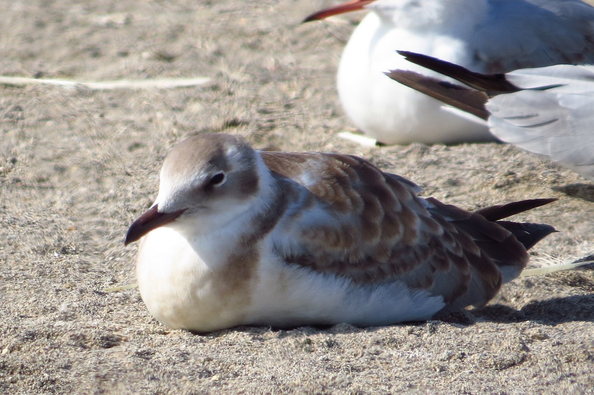 Gray-hooded Gull - Gary Prescott