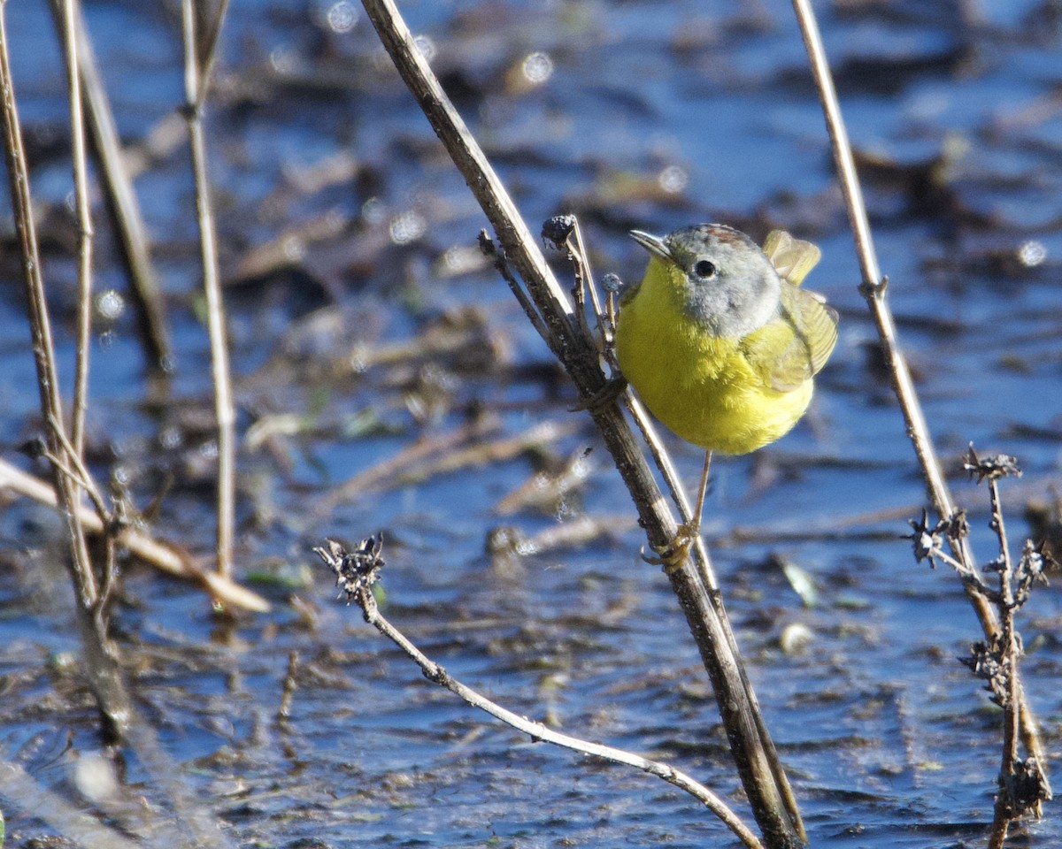 Nashville Warbler - Larry Waddell