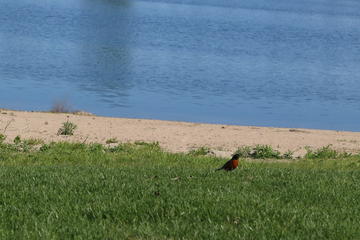 American Robin - Charlotte Croshaw