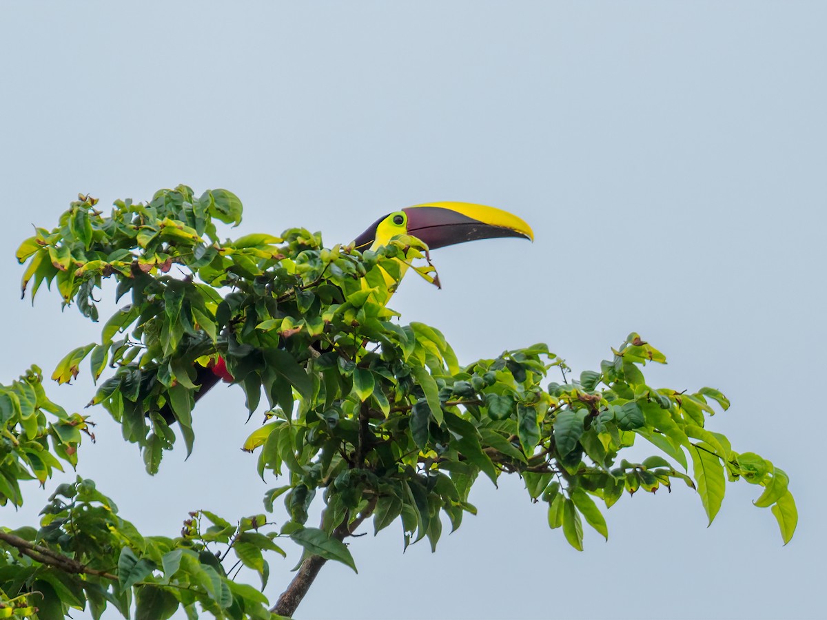 Yellow-throated Toucan - Abe Villanueva