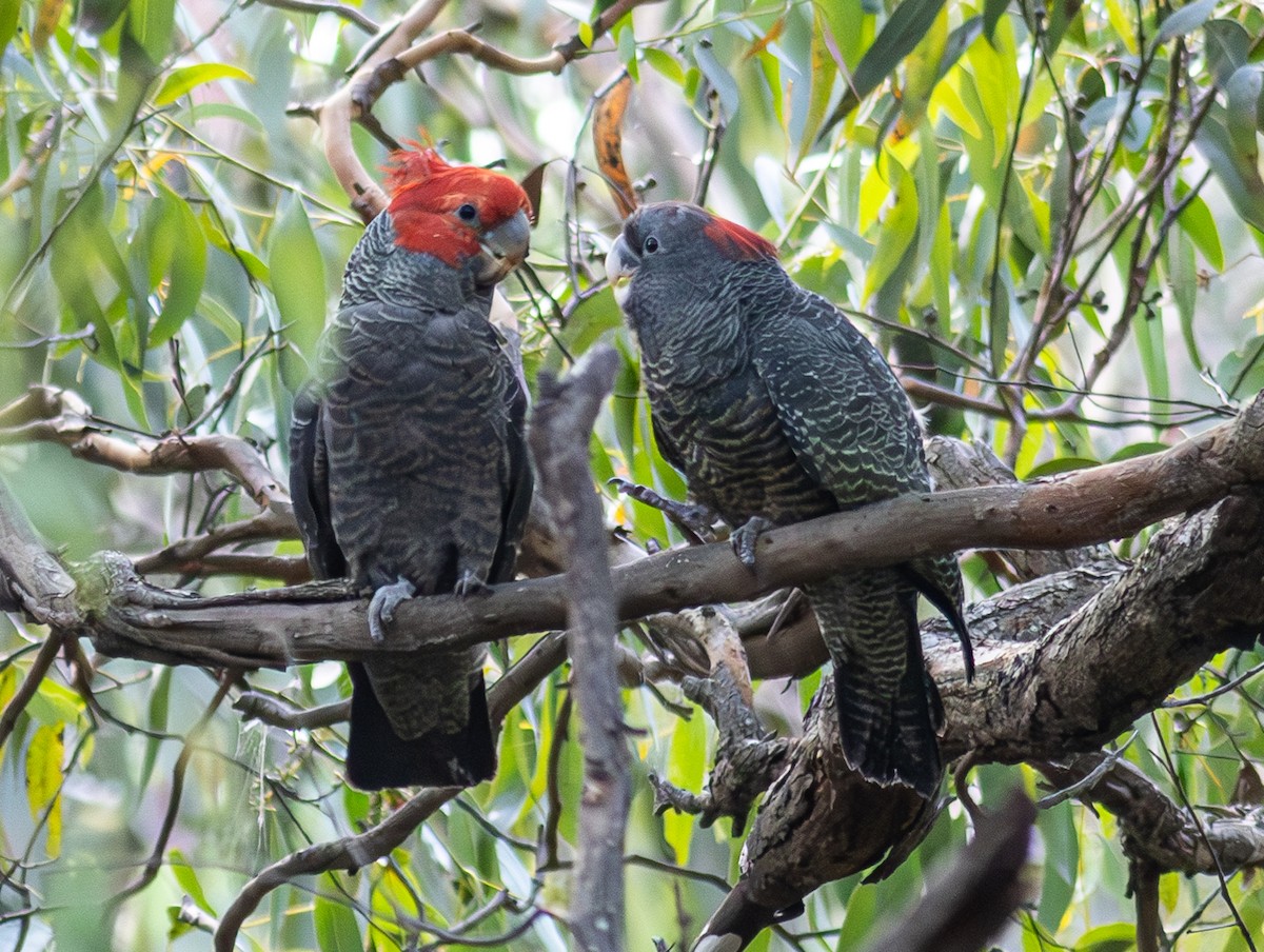 Gang-gang Cockatoo - Pedro Nicolau