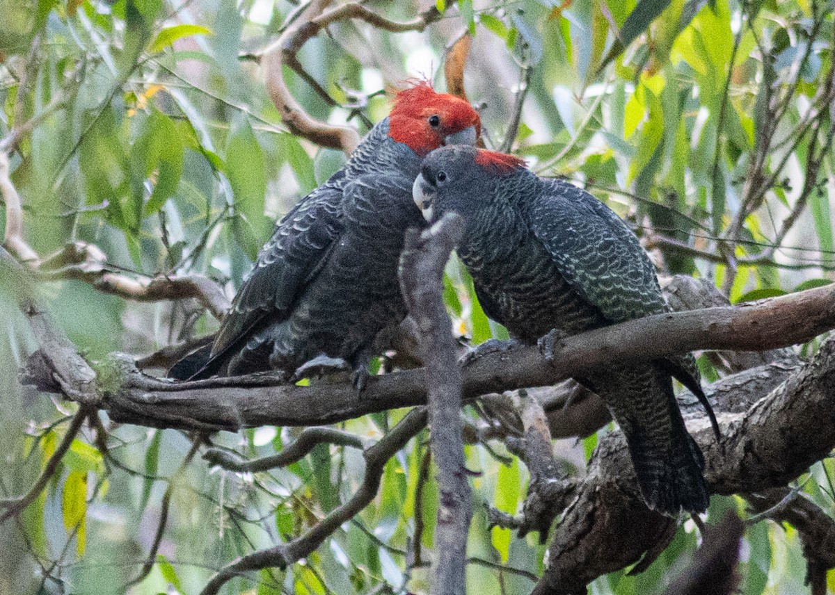 Gang-gang Cockatoo - Pedro Nicolau