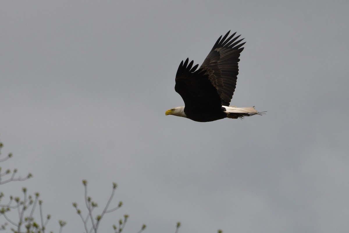 Bald Eagle - Vinay Prakatoor