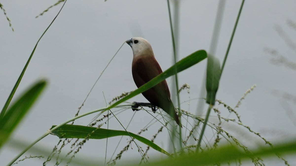 White-headed Munia - YiN LAI