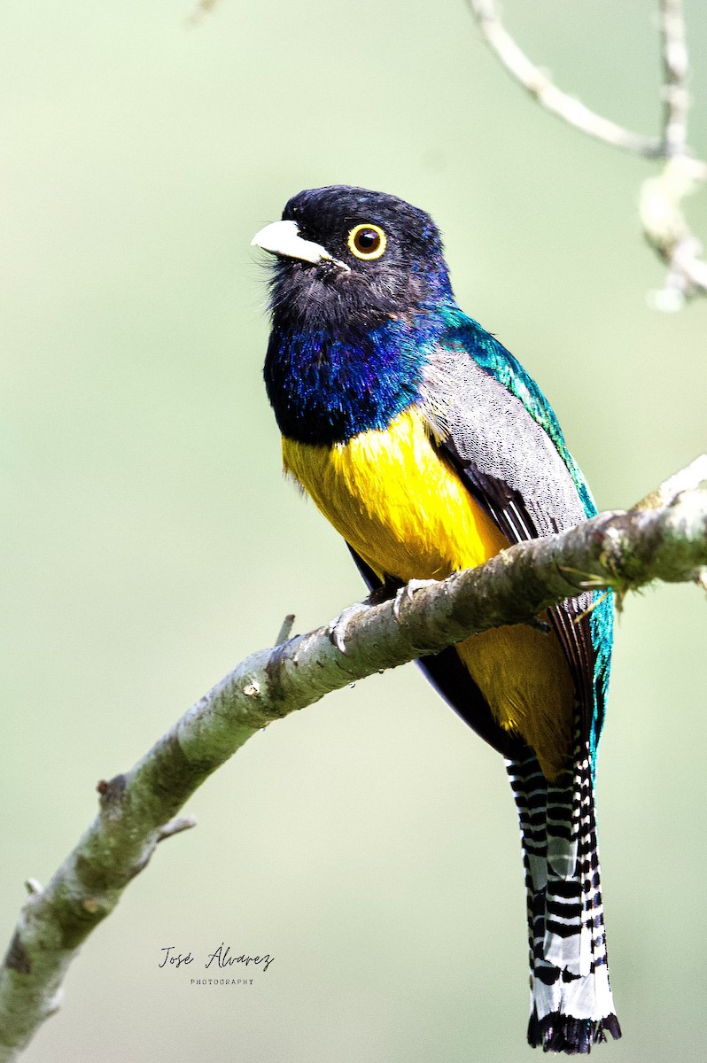 Gartered Trogon - ML618884882