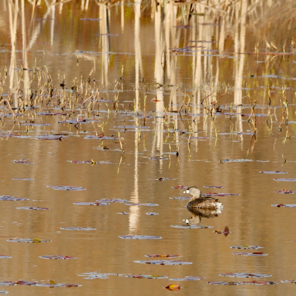 Pied-billed Grebe - Robert Huxley