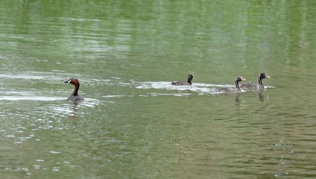 Little Grebe - YiN LAI