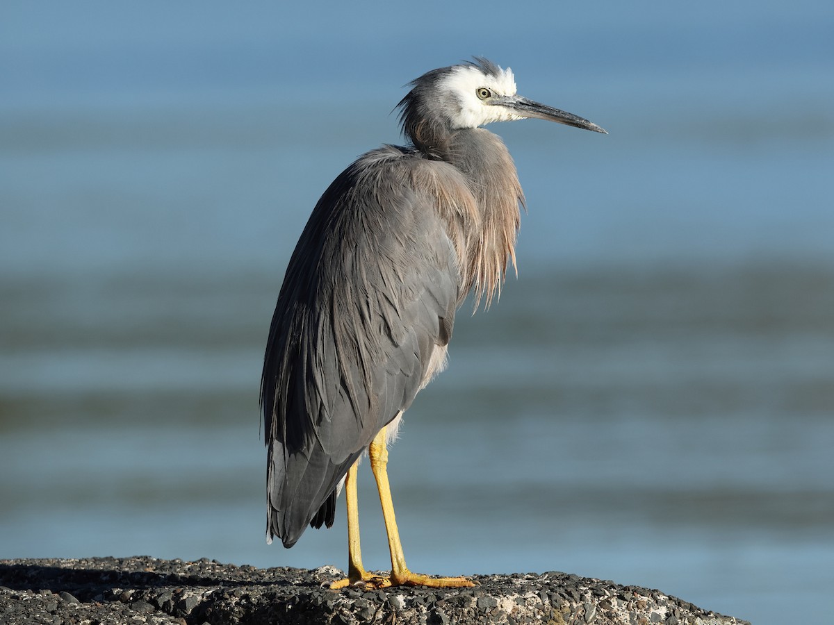 White-faced Heron - Mark Newsome