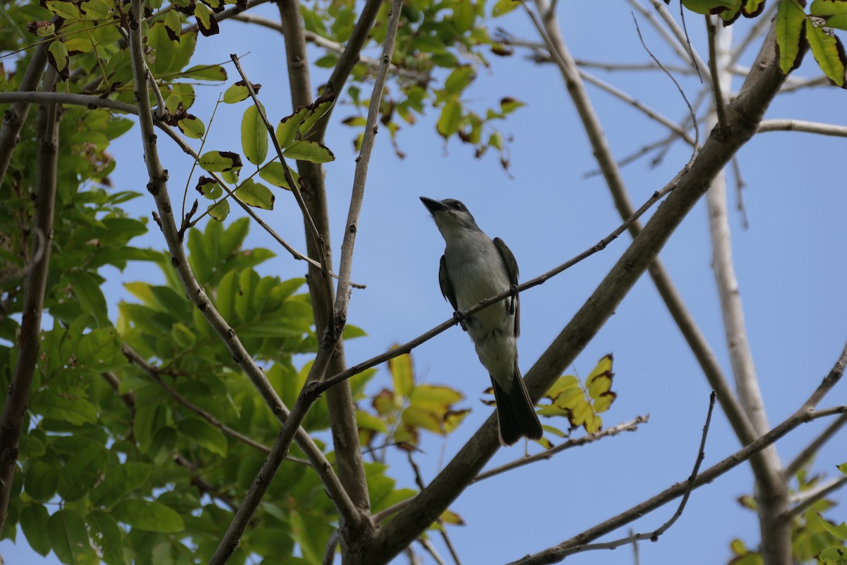 Gray Kingbird - ML618884934