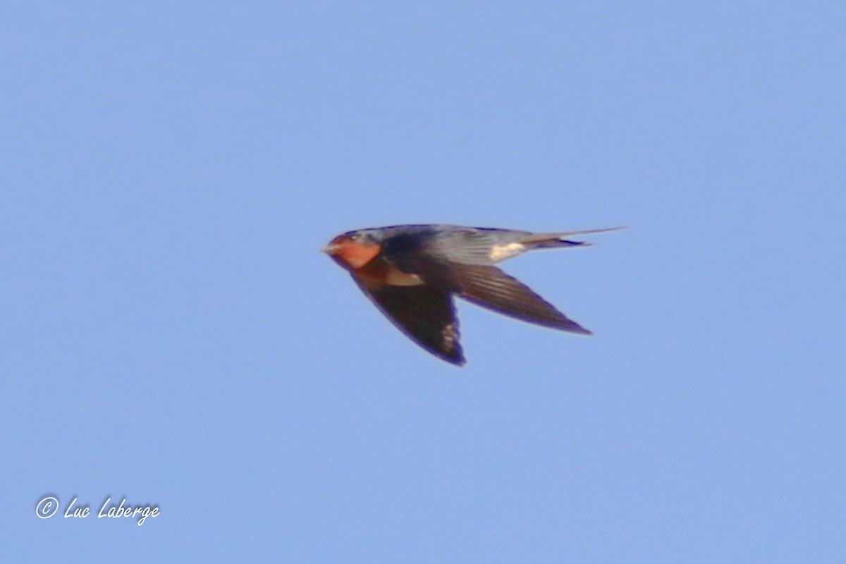 Barn Swallow - Luc Laberge