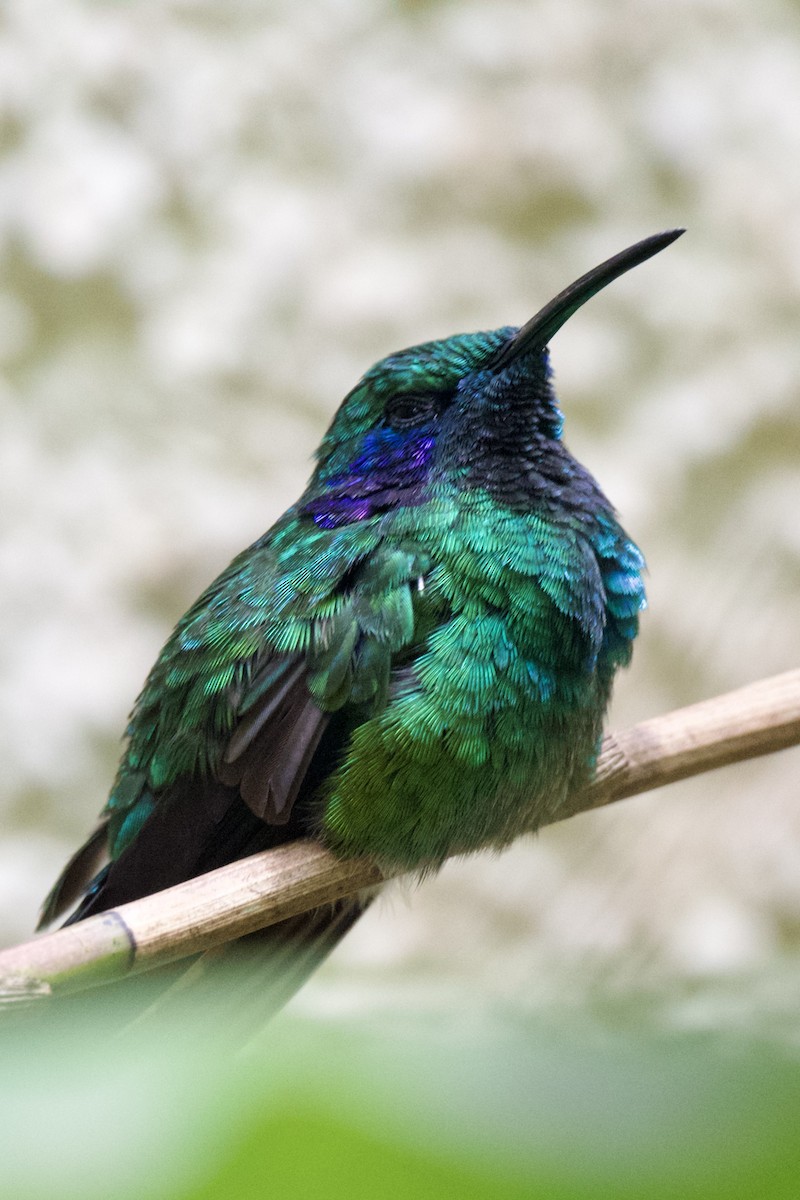 kolibřík modrouchý - ML618884944