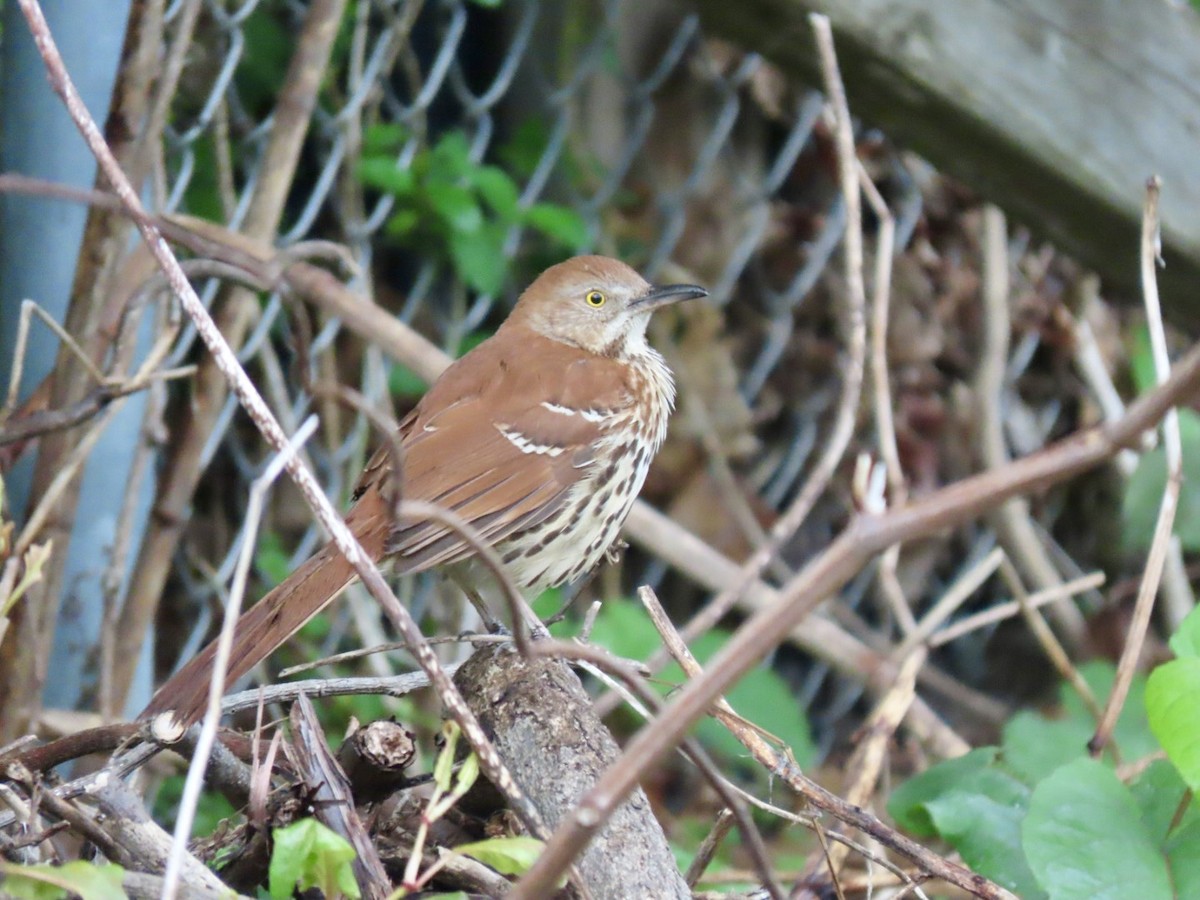 Brown Thrasher - Lindsay McNamara