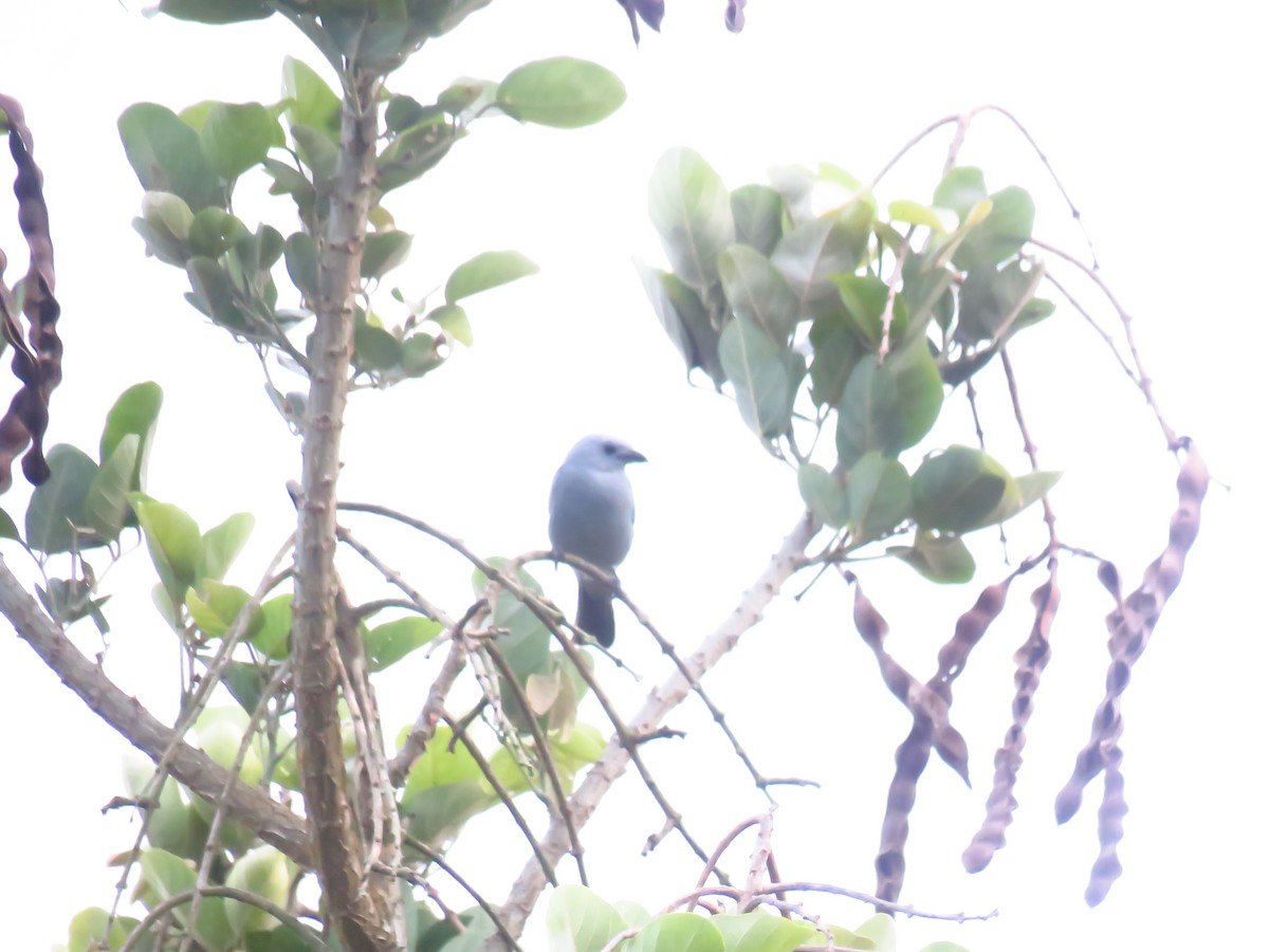 Blue-gray Tanager - ML618884956