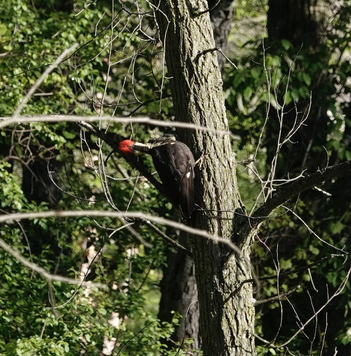 Pileated Woodpecker - ML618884973