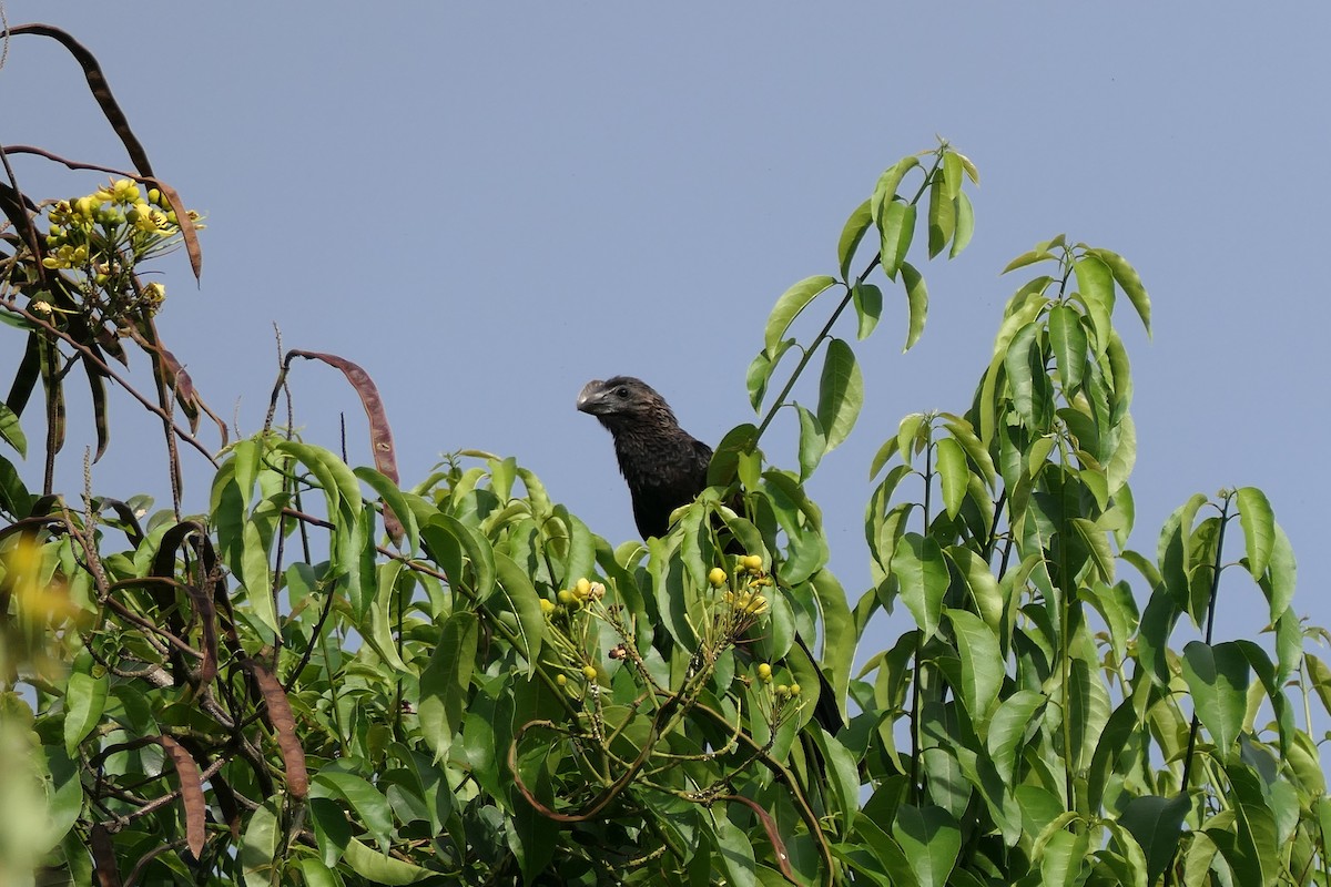 Smooth-billed Ani - ML618884974