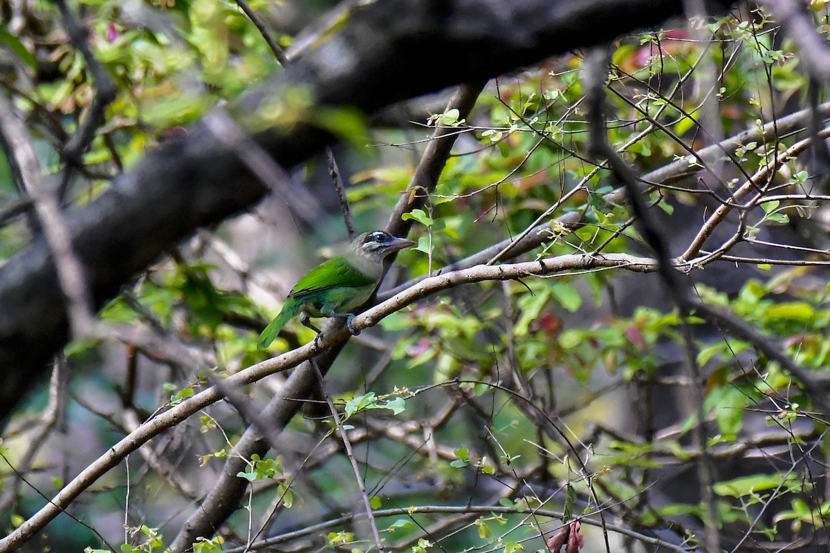 White-cheeked Barbet - Sathish Ramamoorthy