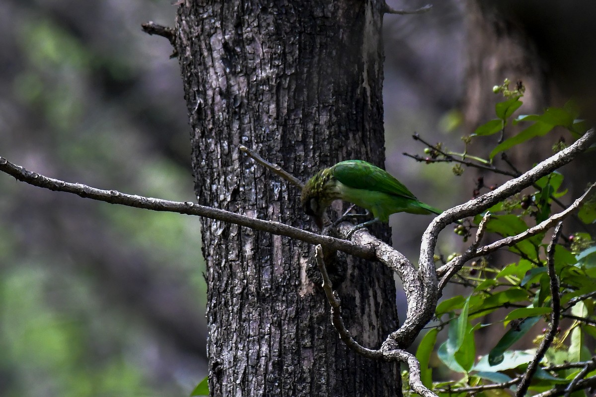 White-cheeked Barbet - Sathish Ramamoorthy