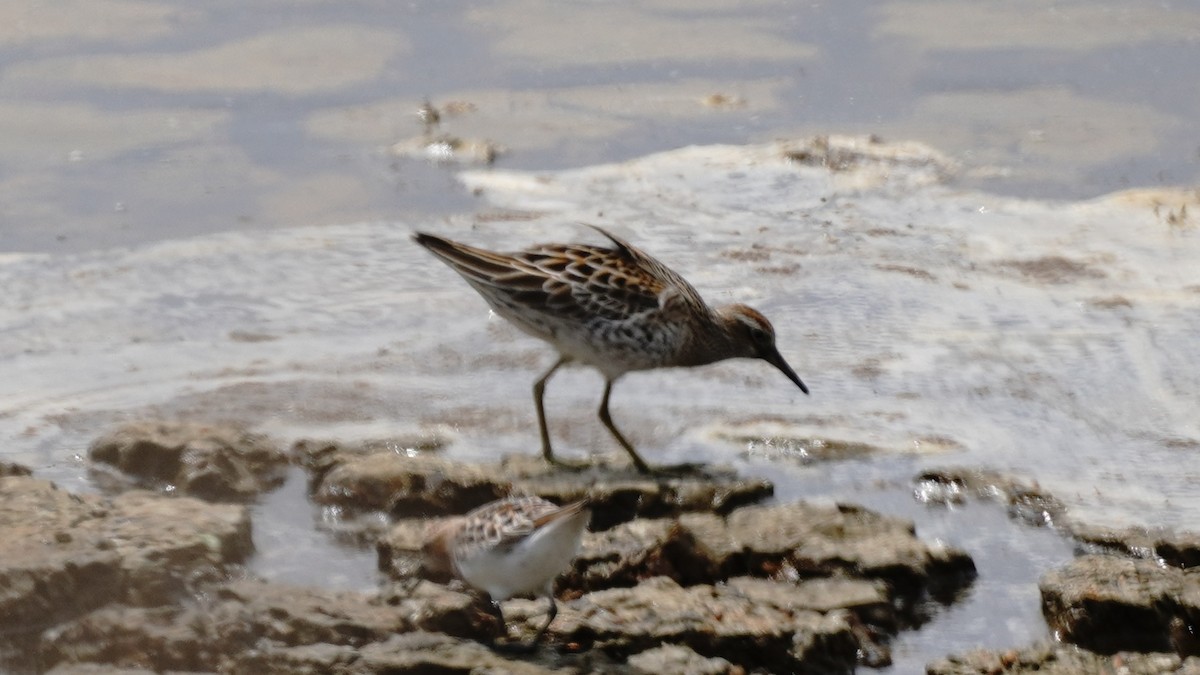 Sharp-tailed Sandpiper - YiN LAI